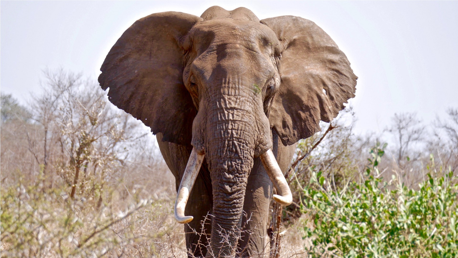 Lesson 18 - Elephants